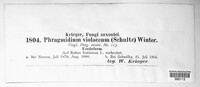 Phragmidium violaceum image